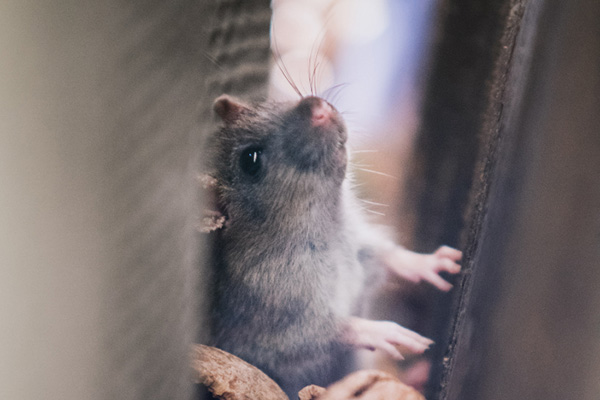 秦皇島校園該怎么滅鼠