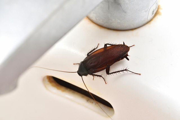 家里有蟑螂怎么辦？怎么徹底消滅蟑螂？