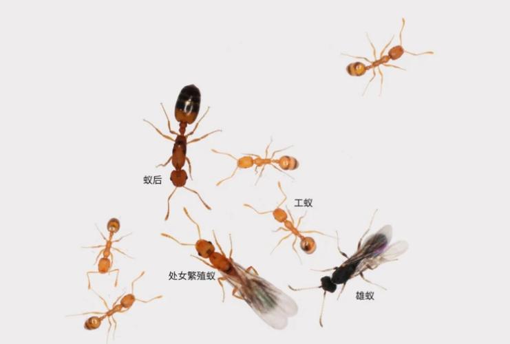家庭有螞蟻怎么辦？別急我們來(lái)支招